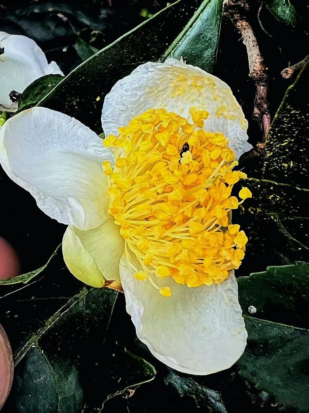 昨天晚上，群主还在群里发消息说要去登山，结果今天早上就传来了坏消息。生命这东西啊