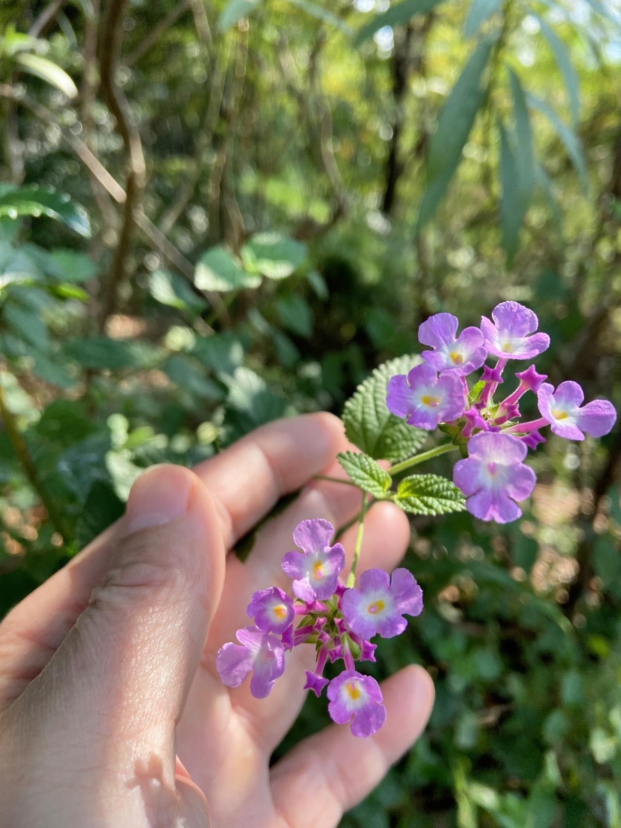 每个人都是一朵小花，不能因为生在角落无人欣赏，就不去绽放。
小花需要阳光雨露，需