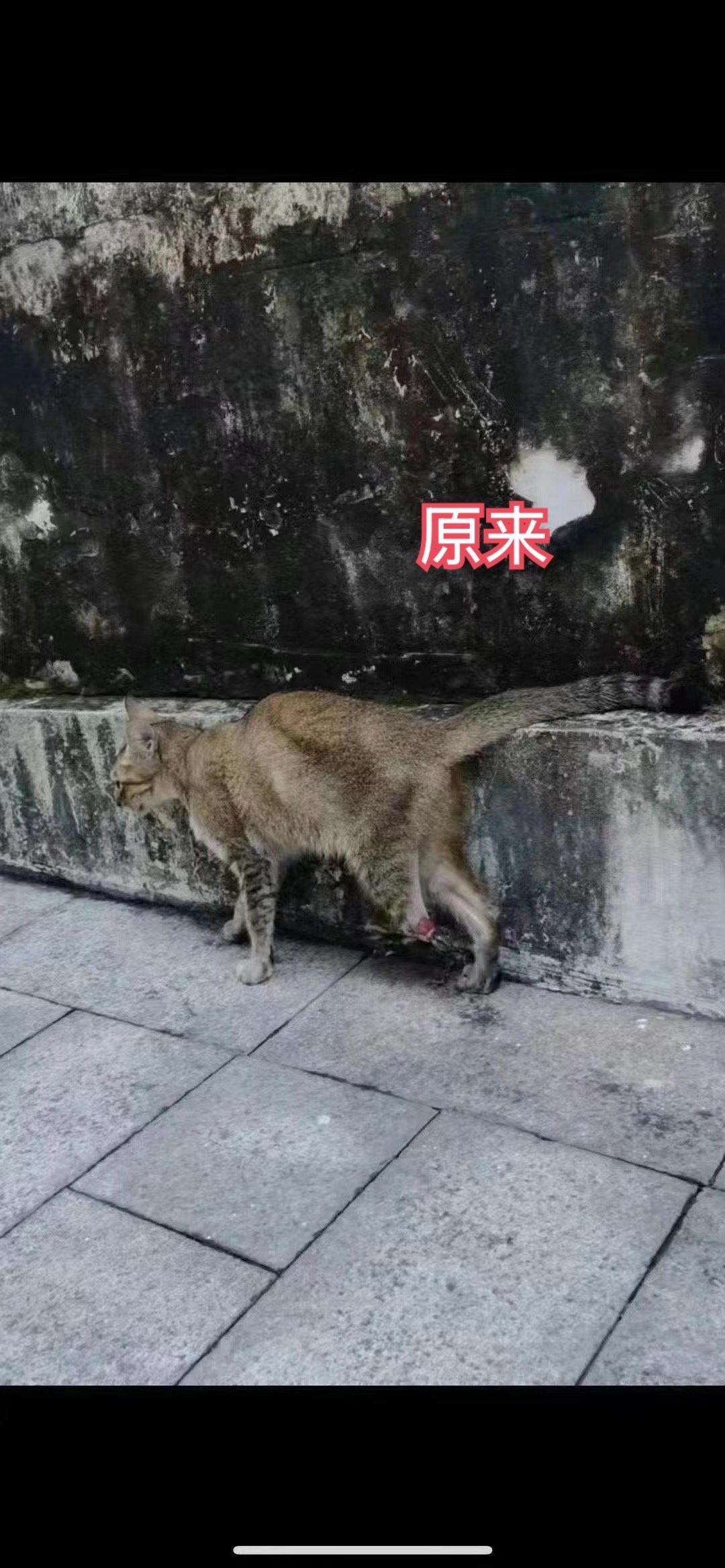 小姑娘虽然只有三个腿，但是绿眼睛满分！中秋月圆遇萌宠猫咪  ​​​