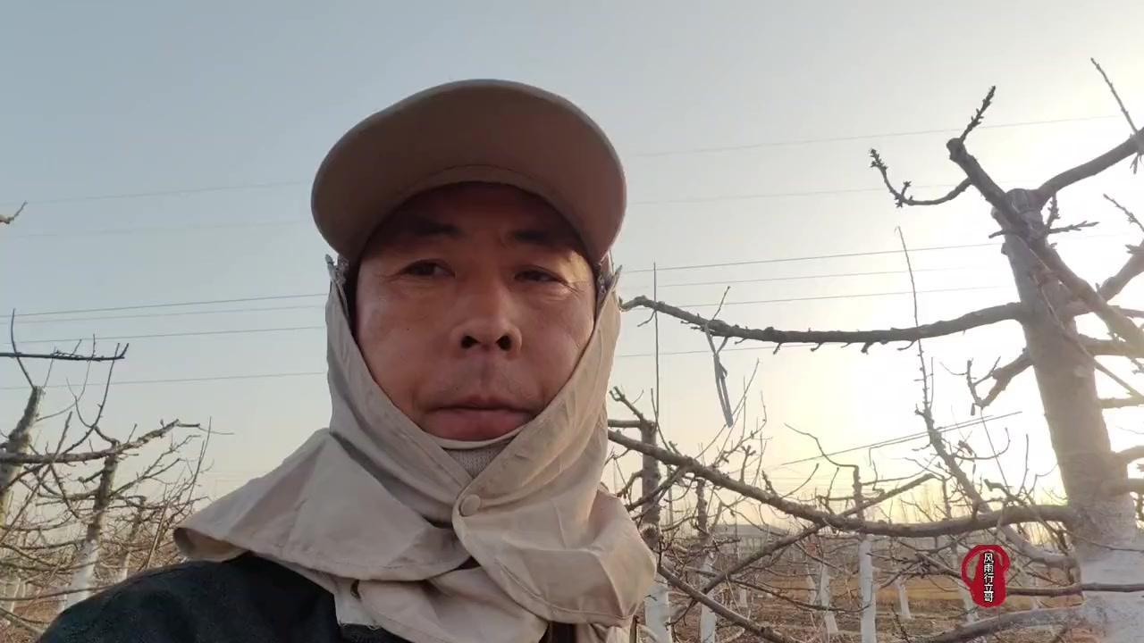 🍒大樱桃修剪核心目的是平衡树势、通风透光，还能培养结果枝、控制树冠高度，因树调