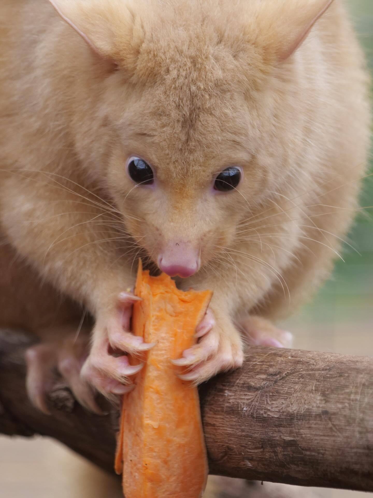 金色刷尾负鼠总是瞪着眼睛，一脸震惊的样子有点好笑[偷笑]【ins：mandy_e