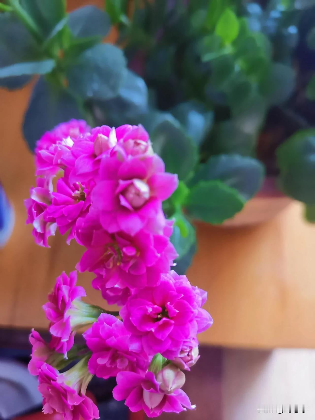 原创/刘忠学
七律/长寿花
弟弟送来长寿花，嫩绿叶子无芳华。
一棵一棵栽满盆，谁