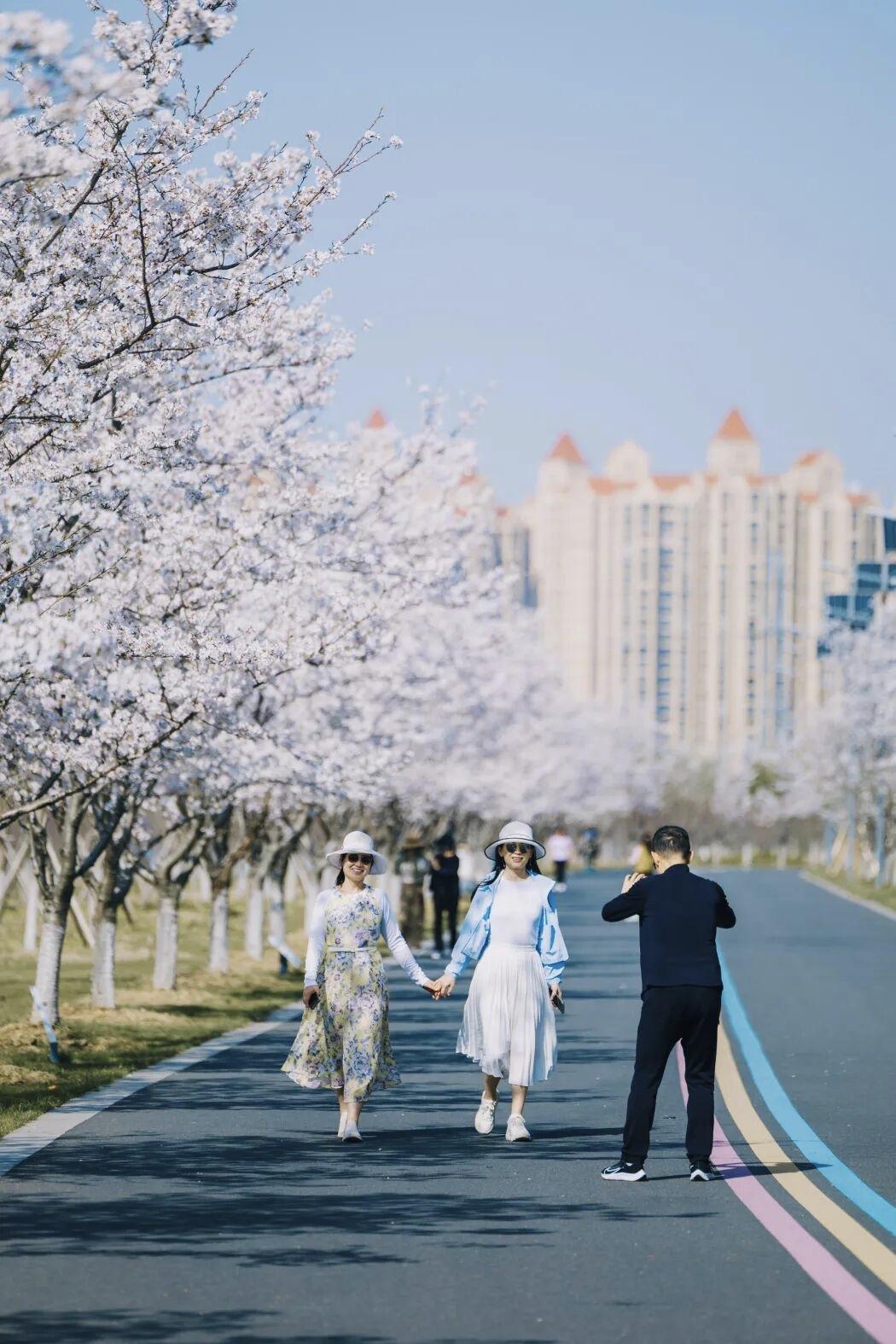 春日生活打卡季 樱花树下漫步，手牵手，幸福满满！🌸💕