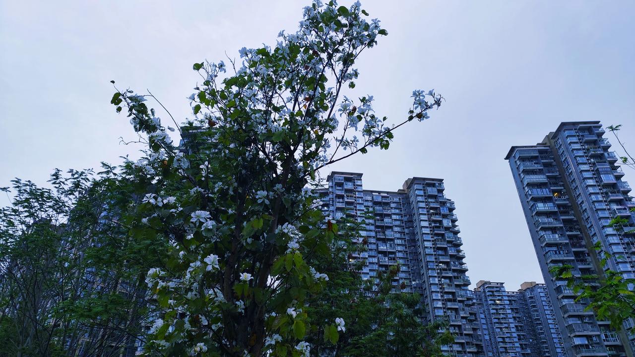 晒一张你相册里风景照🌳每天饭后必走的一段路💫👣风景可还行？