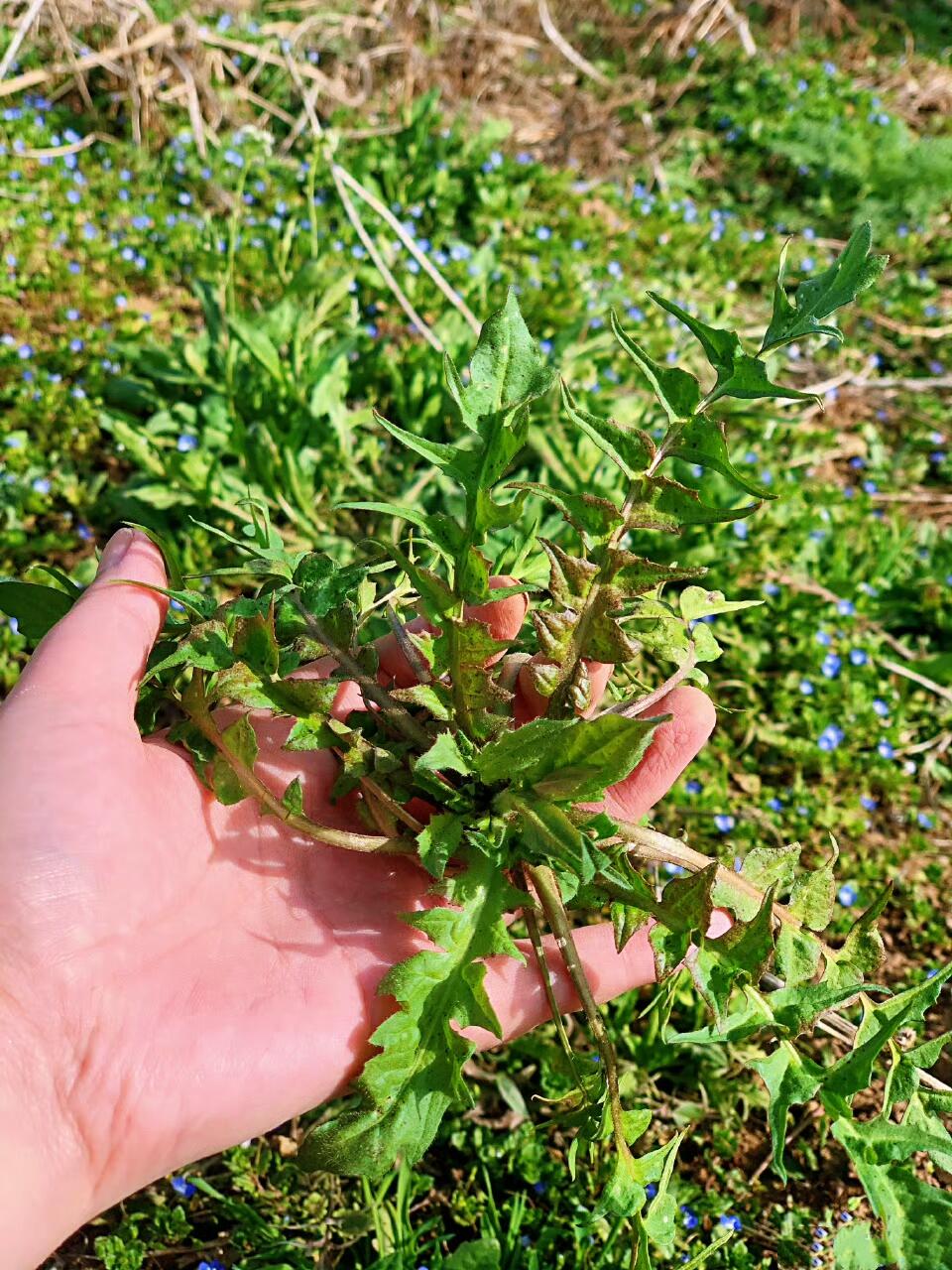 西安春天来啦🌿周末没事就去挖野菜吧。西安的春天来啦，万物复苏的季节...