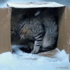 最后的告别！用尽毕生力气感谢我的小流浪猫


我后来总想起那个飘着细雪的冬夜，它