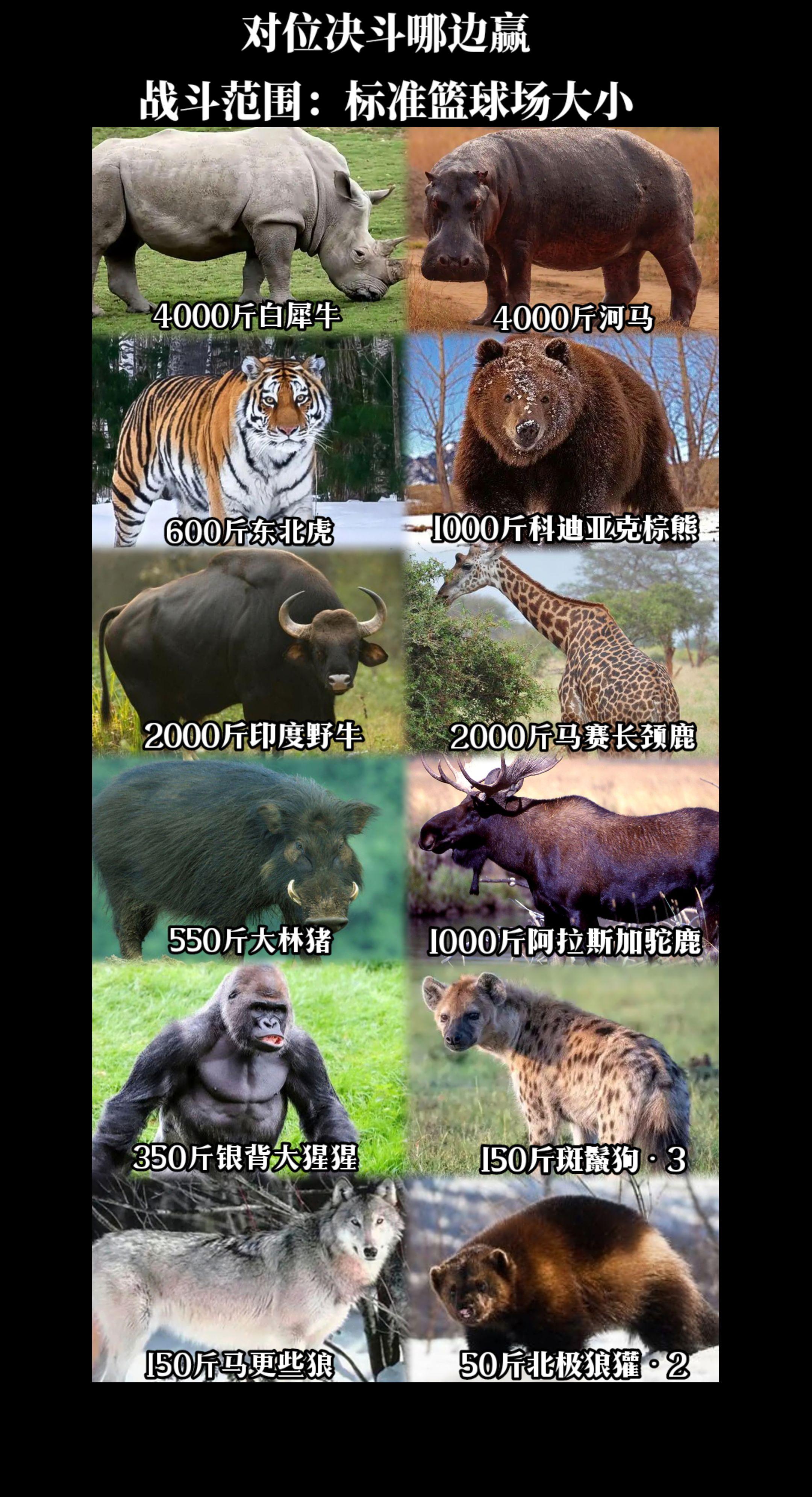 陆地动物大决斗