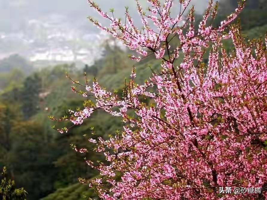 春日出游你喜欢去哪里打卡 春日出游，打卡地选择可太多啦！我超想去西藏林芝，3月中