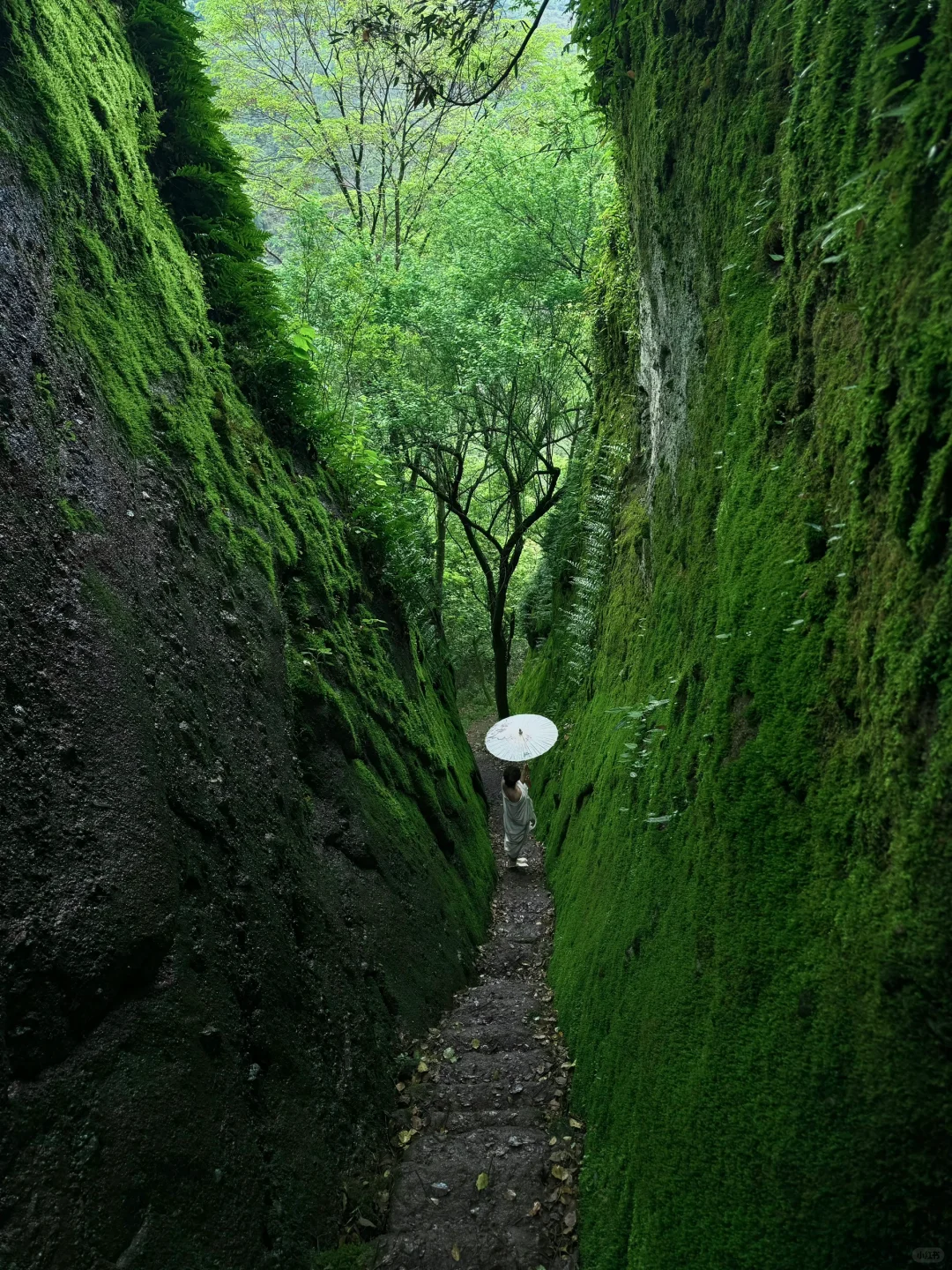 Live图｜𝑮𝒓𝒆𝒆𝒏 苔藓青石板 云深不知处
