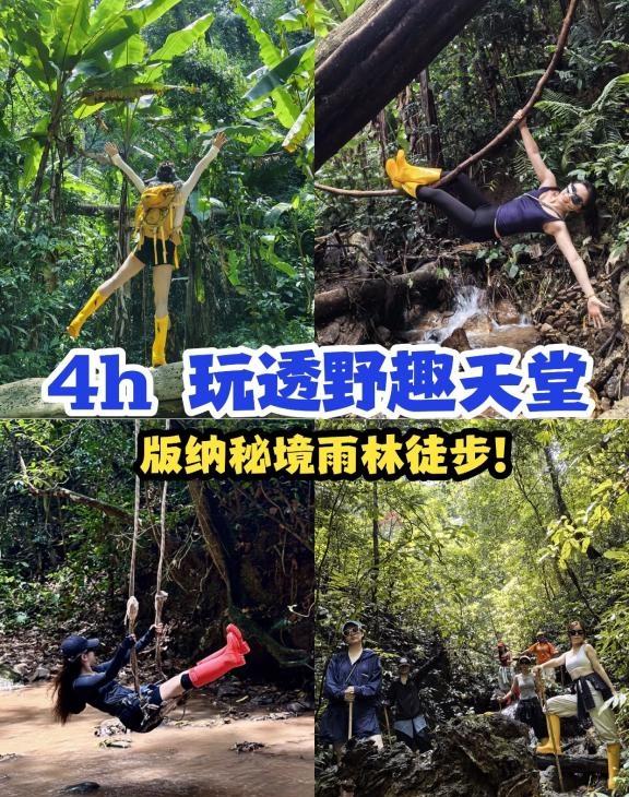 版纳秘境雨林徒步！4h玩透野趣天堂💥
今天要带大家解锁一个雨林秘境“新司土村”