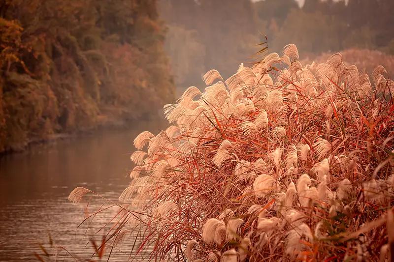 冬日生活随手一拍，全是美景。就说芦苇吧，别只单纯拍芦苇，得拍出那诗意唯美的感觉和