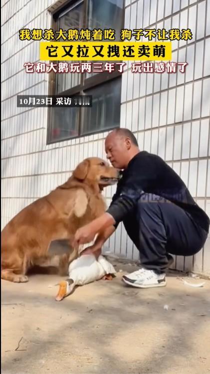 狗子拦住主人不让杀大鹅头号创作者激励计划这视频一看就是摆拍的，之前不知道训练了狗
