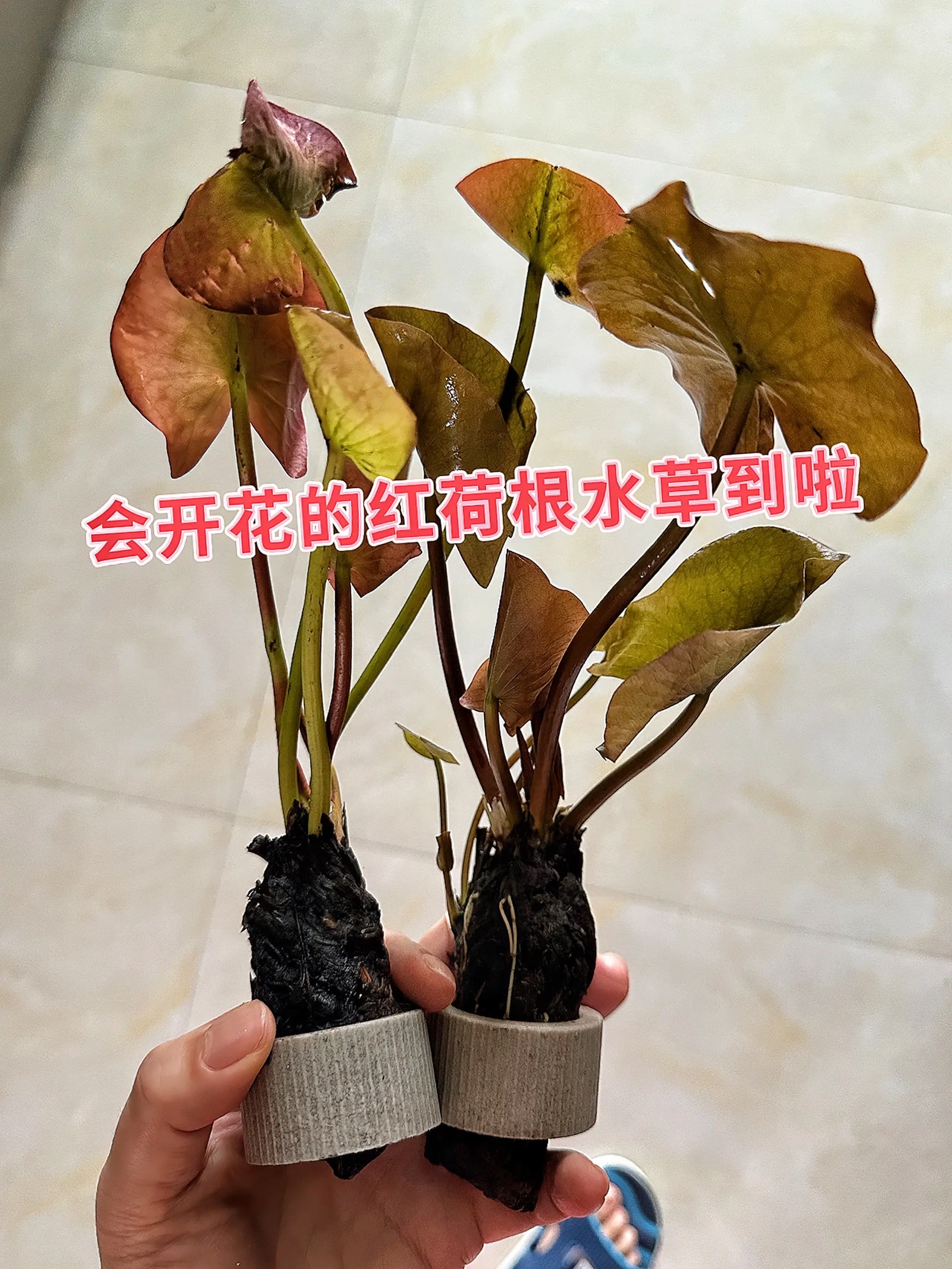 1. 自带氛围感的造景C位：红荷根水草以浓烈赤红色叶片为水族箱点睛，叶...