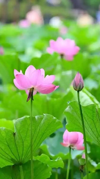 今日小暑，绵阳发布高温橙色预警
夏日生活随记
今日小暑，农历夏季第五个节气，从此