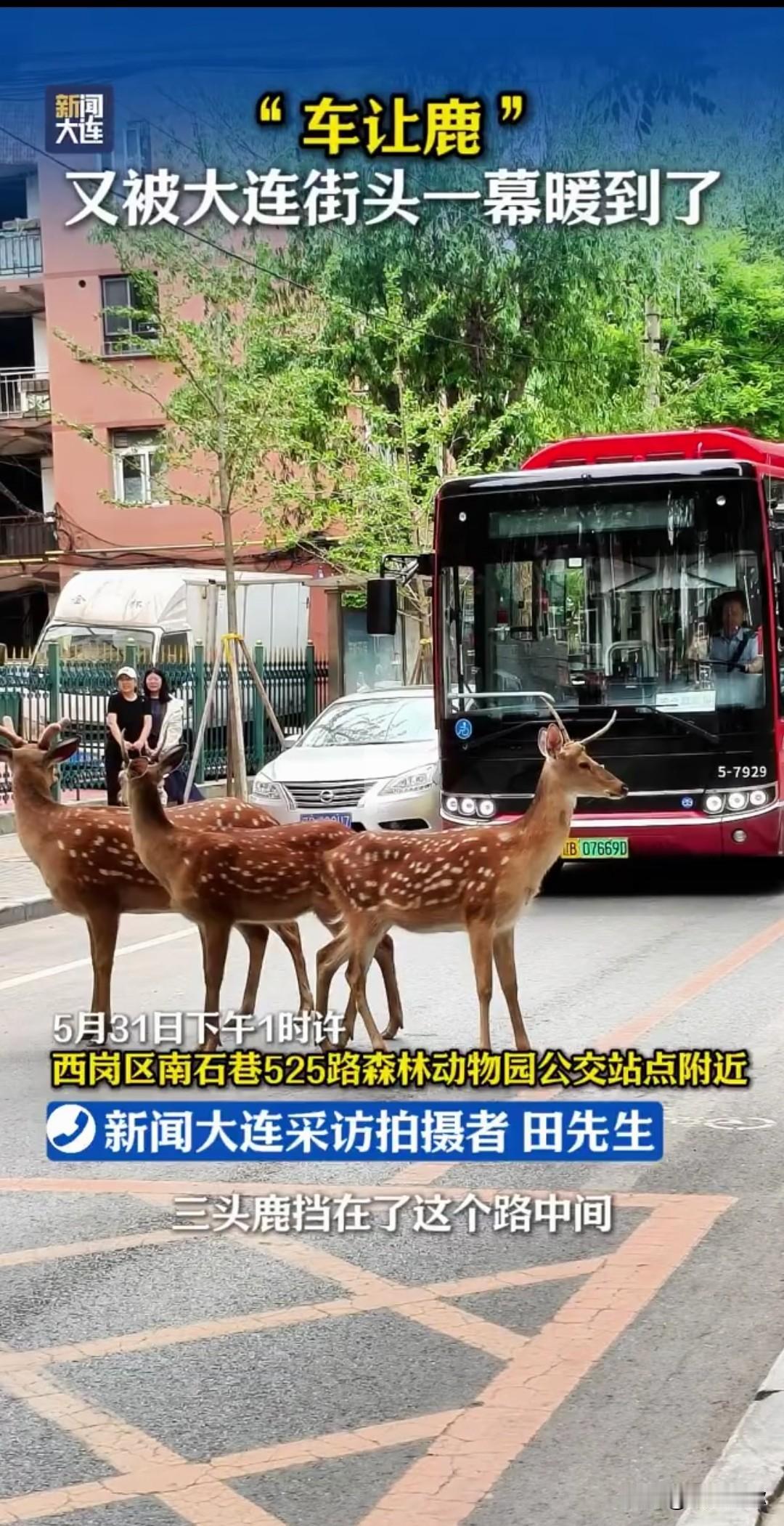 大连限定“最高鹿权”！小鹿上街封路，全车司机乖乖等候🦌
 
大连白云山区的梅花