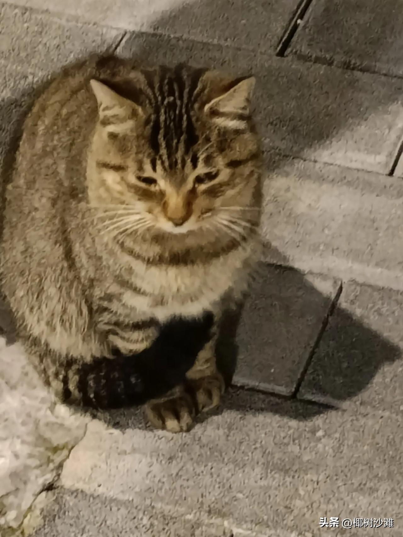 路灯下的夜晚，灰色的家伙，虎视眈眈已久，对面几个方向又来了三位，黑色的，白色的，