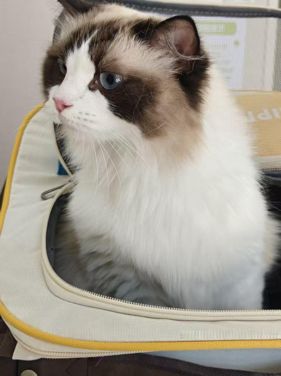 发一张朋友圈里的盛世美猫。
颜值这个东西确实能够打动人。
谁看了这个小猫，心里不