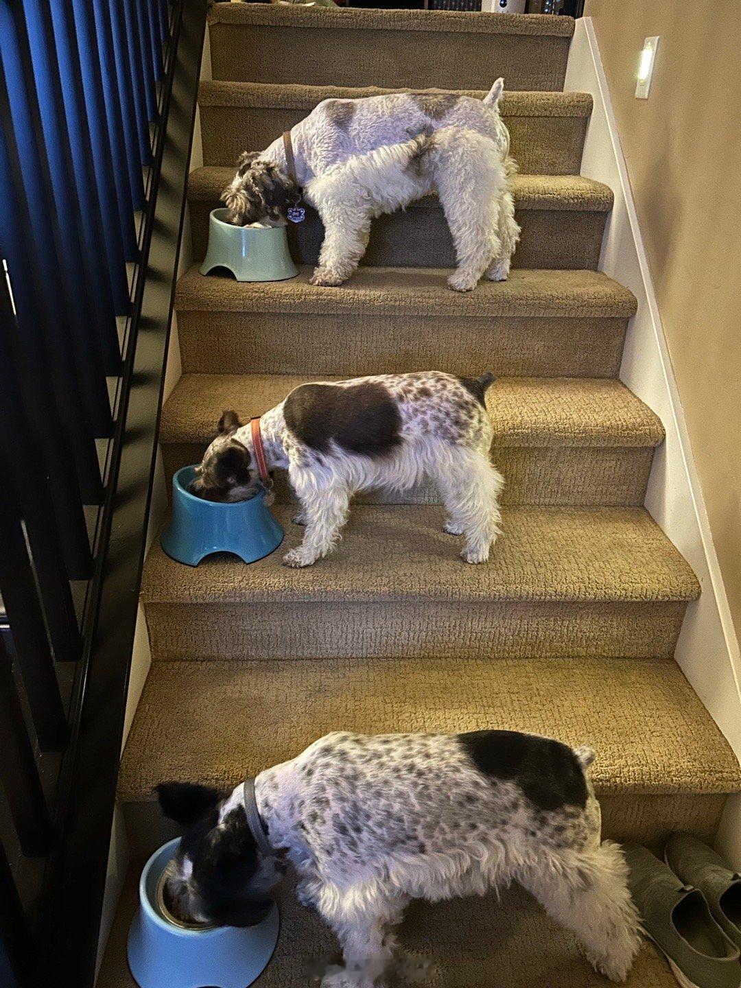 三狗吃饭图。吉哥吃饭慢，狗爸狗妈不会抢他食。 