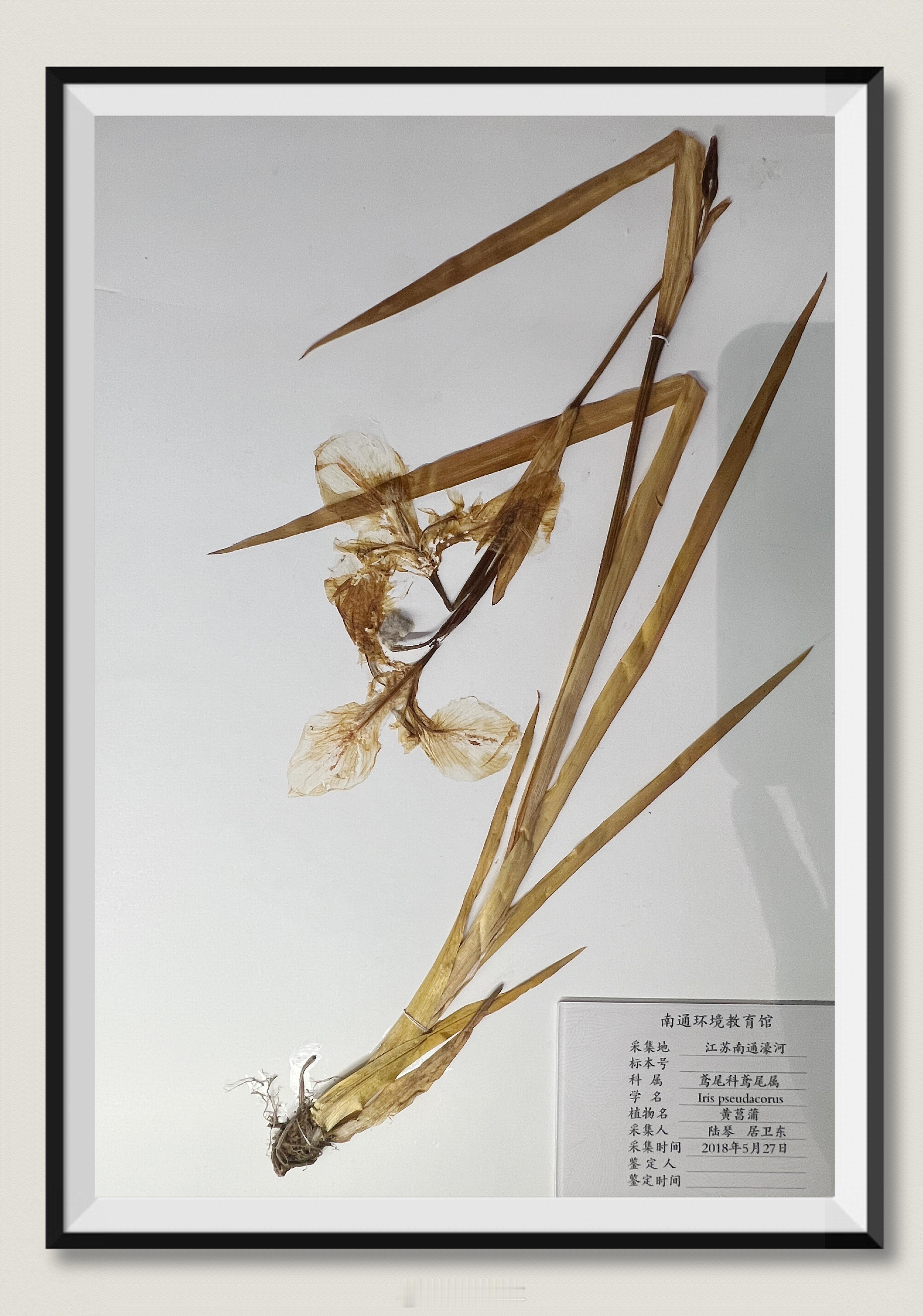 生活点滴 这些植物标本，您都见过吗？探秘自然 ​​​