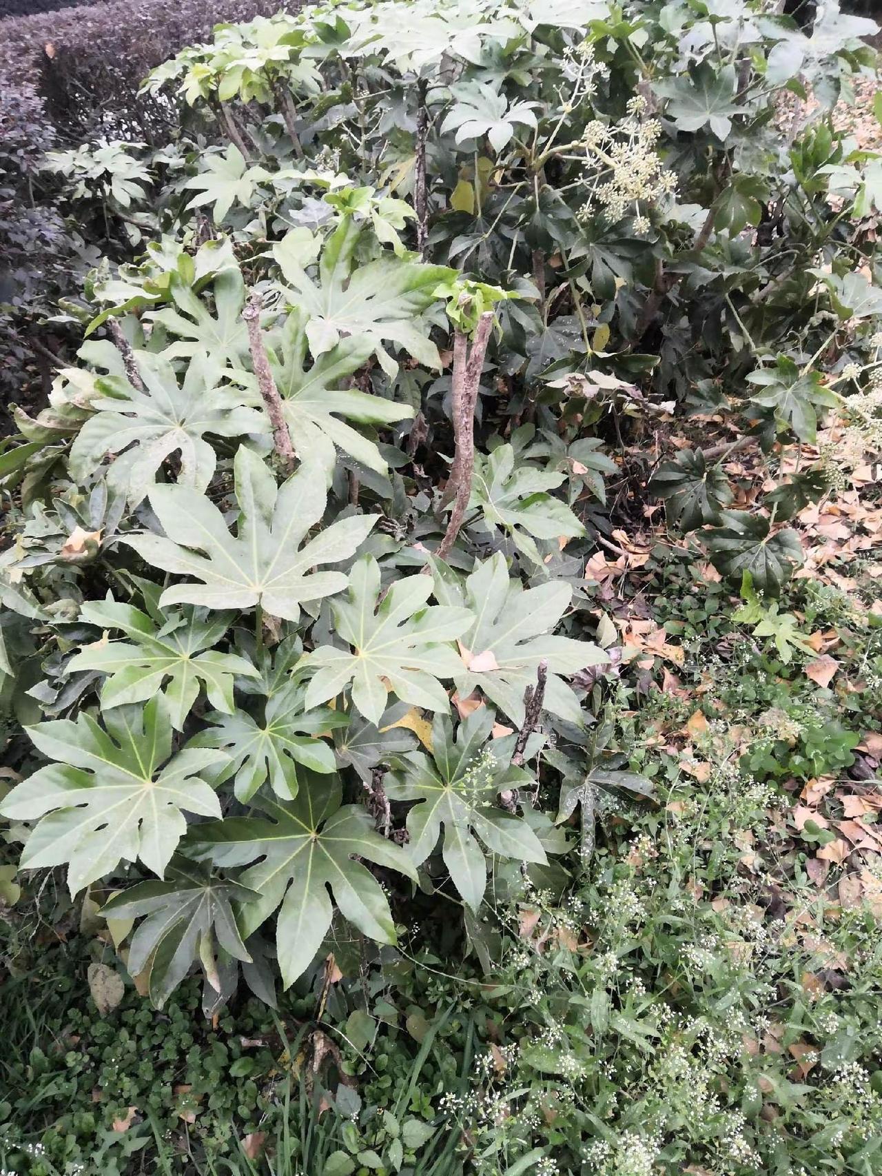 大山深处，美丽的风景，山上一草一木，风景如画