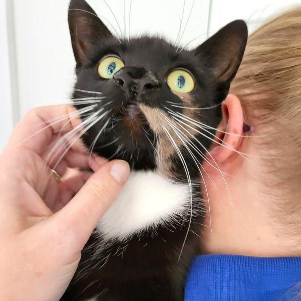 位于英国沃灵顿的猫咪收容机构「Cats Protection」最近在社群平台上分