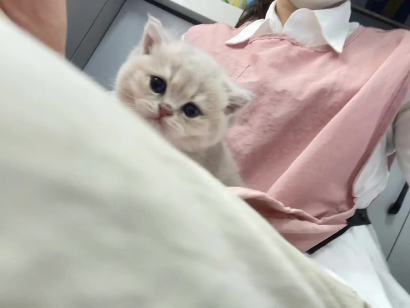 广西桂林金渐层猫舍
