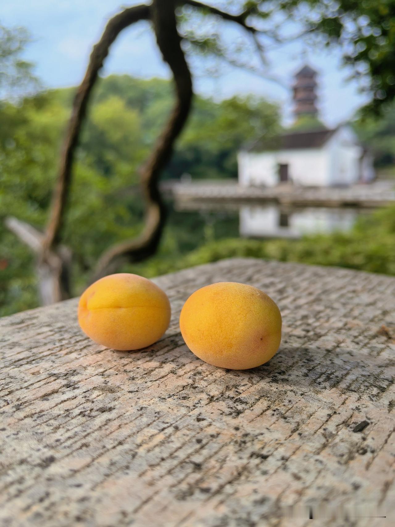 红梅公园是常州城中最好的开放公园，4A景区。端午节前清晨，享受公园美好的夏日时光