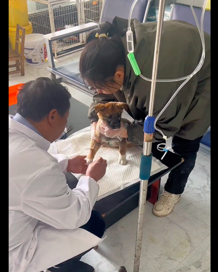 【被轧伤的狗无助坐在马路上，男子心软送去医院，半个月它奇迹康复】事情是发生在安徽