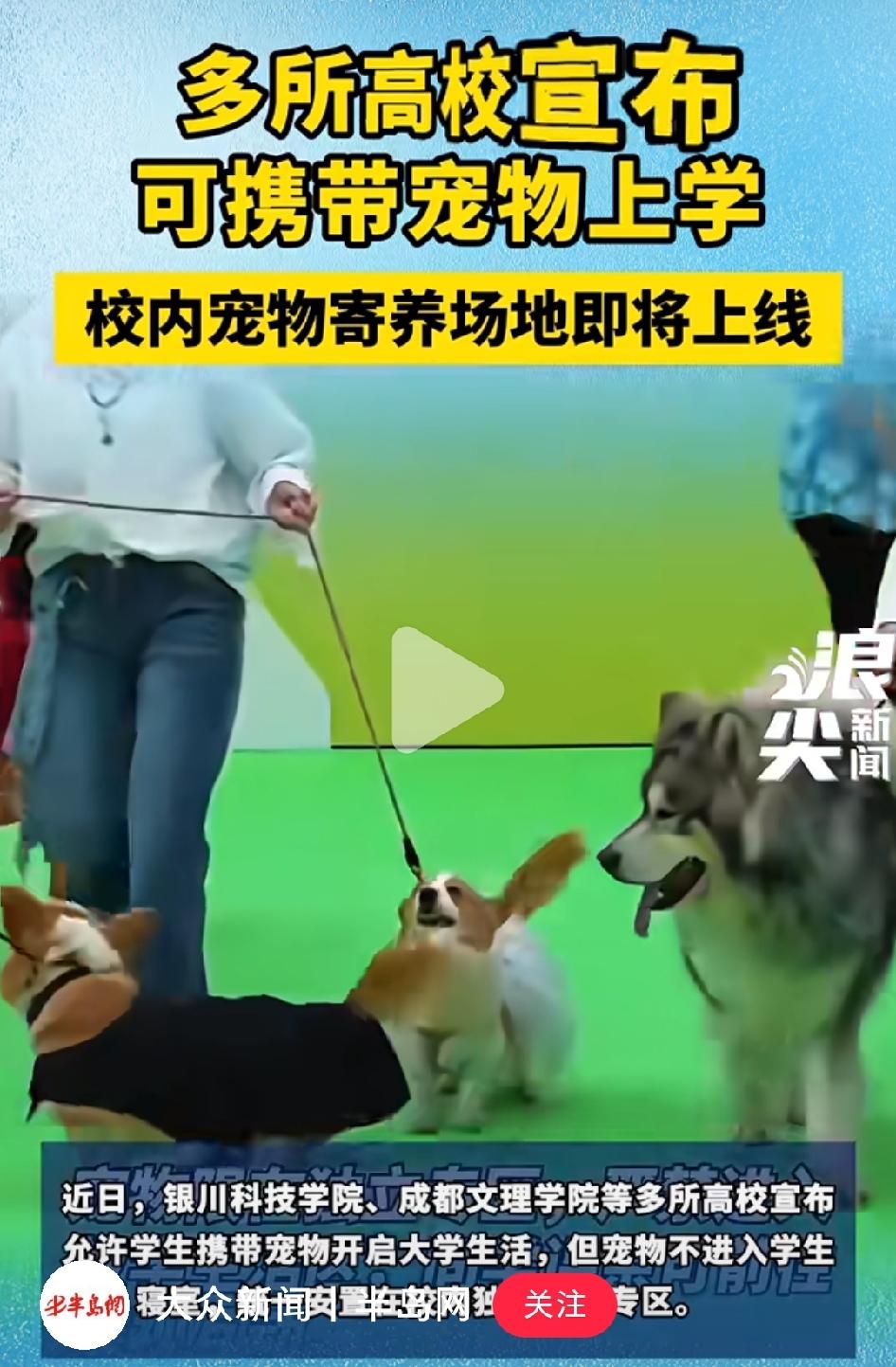 多所高校宣布：可以带宠物（主要是猫狗）一起上学了。
这个夏天，突然之间看到至少三