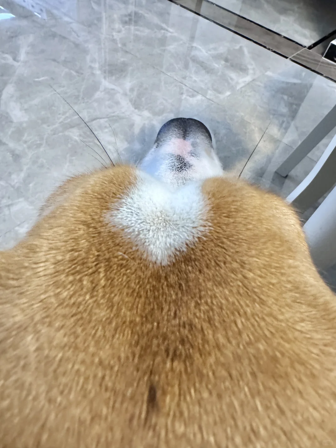 近距离看蟑螂须