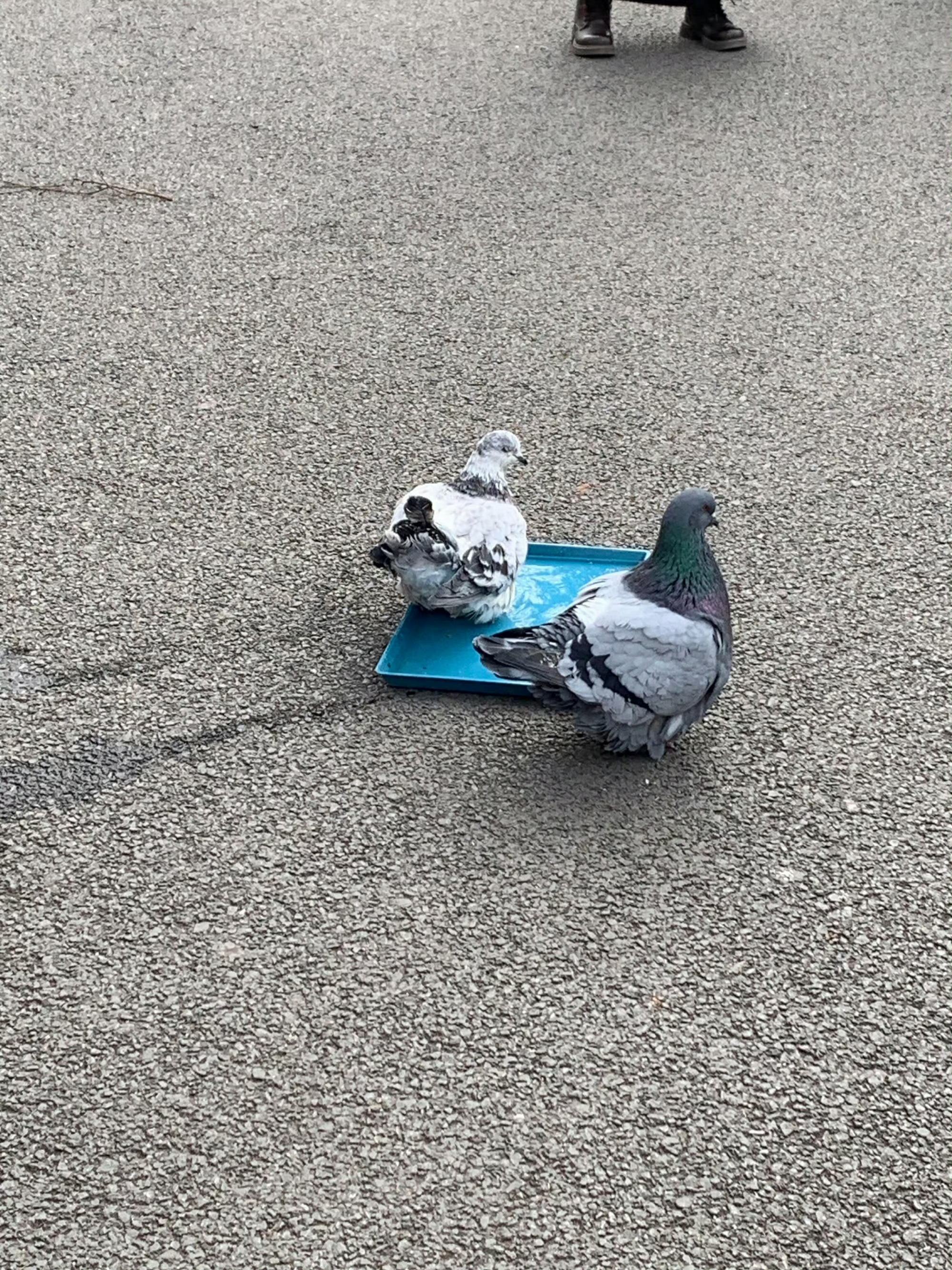 不仔细看我真以为是鸡怎么会有鸽子胖得像母鸡爆笑段子研究所