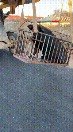 二师兄这辈子也没想到，自己有一天也能坐上飞机，这已经超越99%的猪了！
有时候出