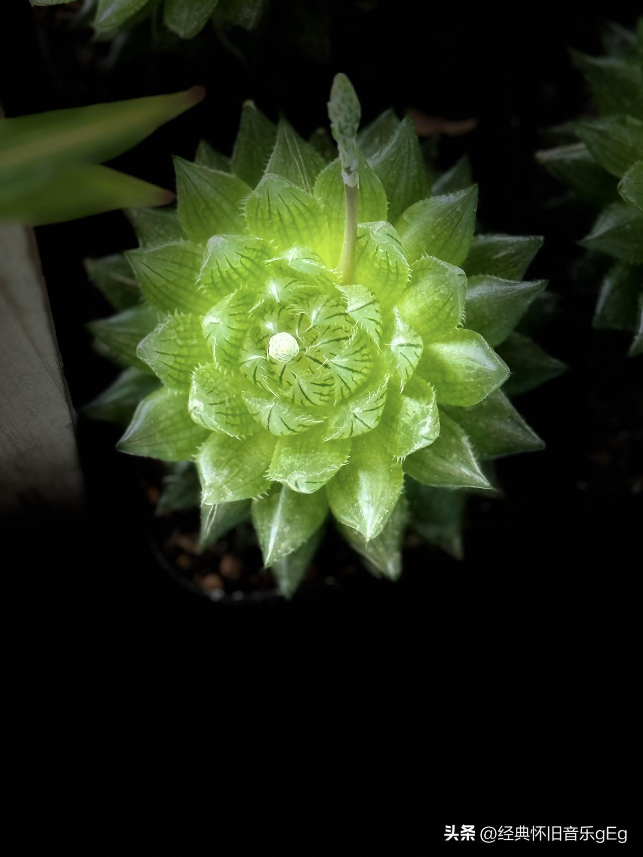 早曲，在自家阳台上随手拍的玉露们✨
把一整个春天的通透和温柔，都养在阳台啦
樱水