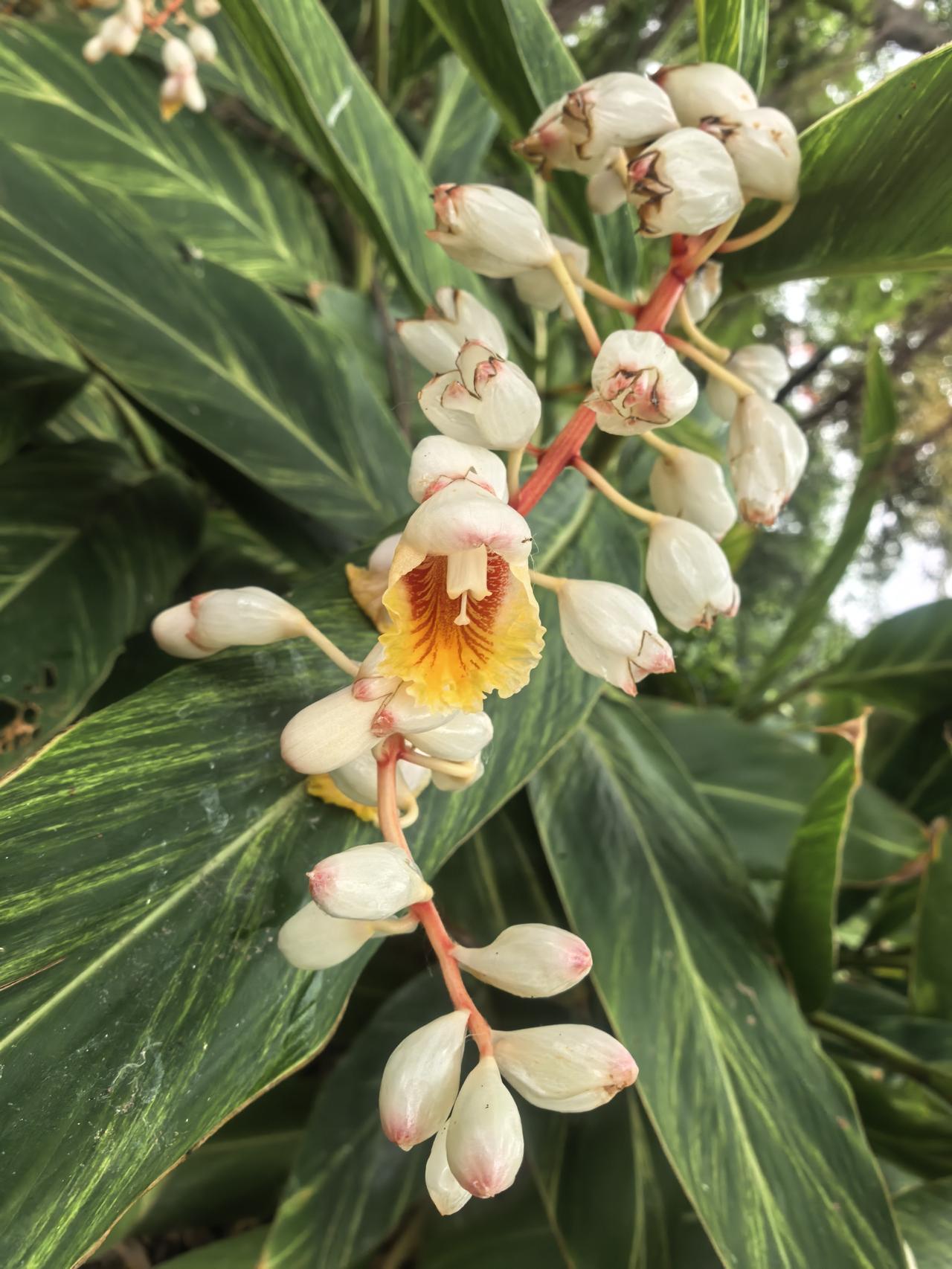 分享一张你拍的花，什么花都行