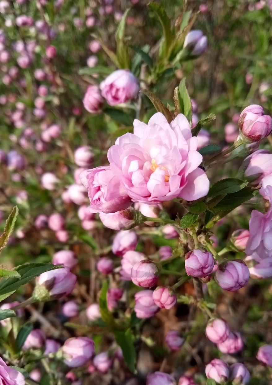 发一张你相册最近拍的花