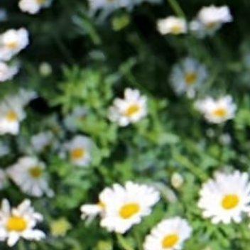 1400雏菊种植：1.光照需求：雏菊喜光，充足的阳光可促进植株生长、叶色嫩绿和花