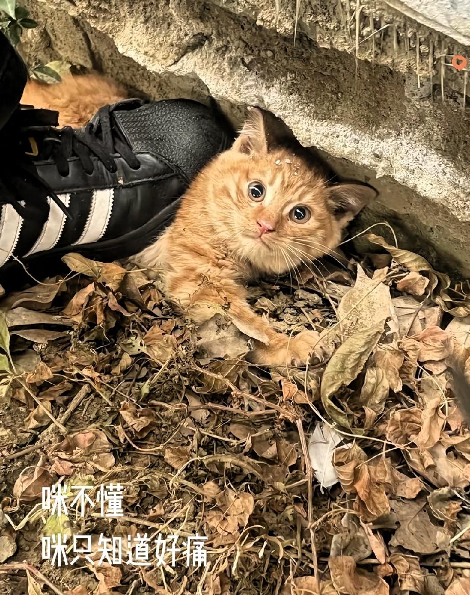 真的越看越心寒。
公园里一只才两个月大的流浪小猫安安静静晒着太阳，没招惹谁，却被