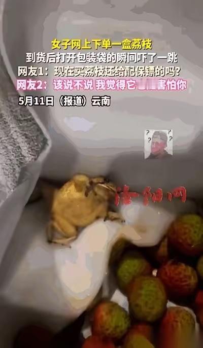 云南这姑娘拆荔枝快递差点没被吓飞，箱子里红彤彤的荔枝堆里居然趴着个黄绿色的癞蛤蟆
