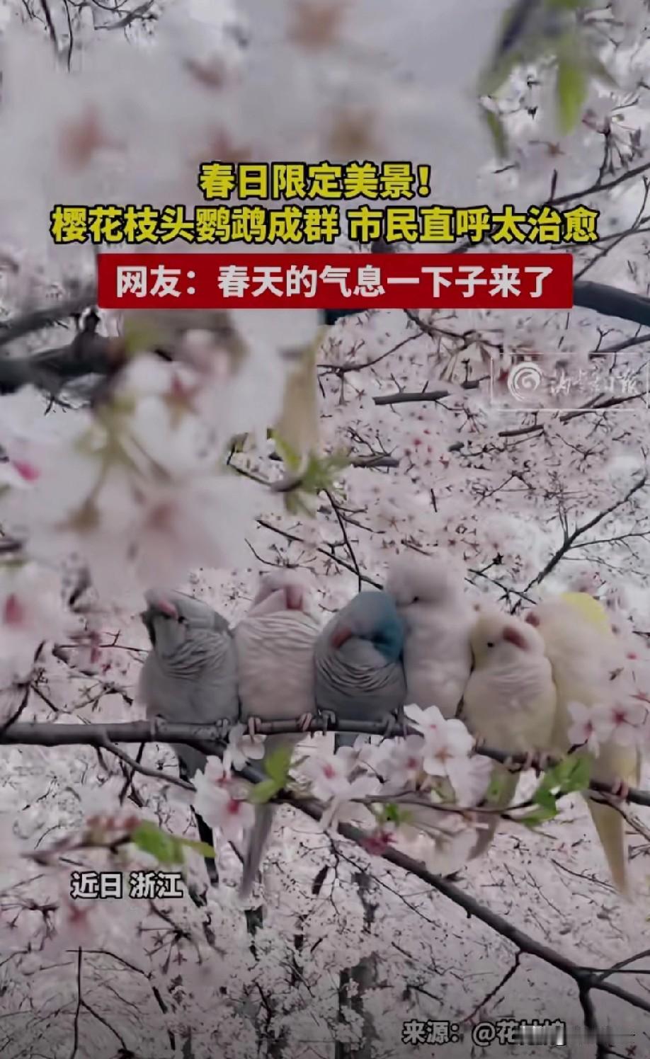 绯云堆雪，
鹦鹉枝头惬。
啄落琼英声似裂，
惊起一帘香屑。
 
霞腮映日初匀，