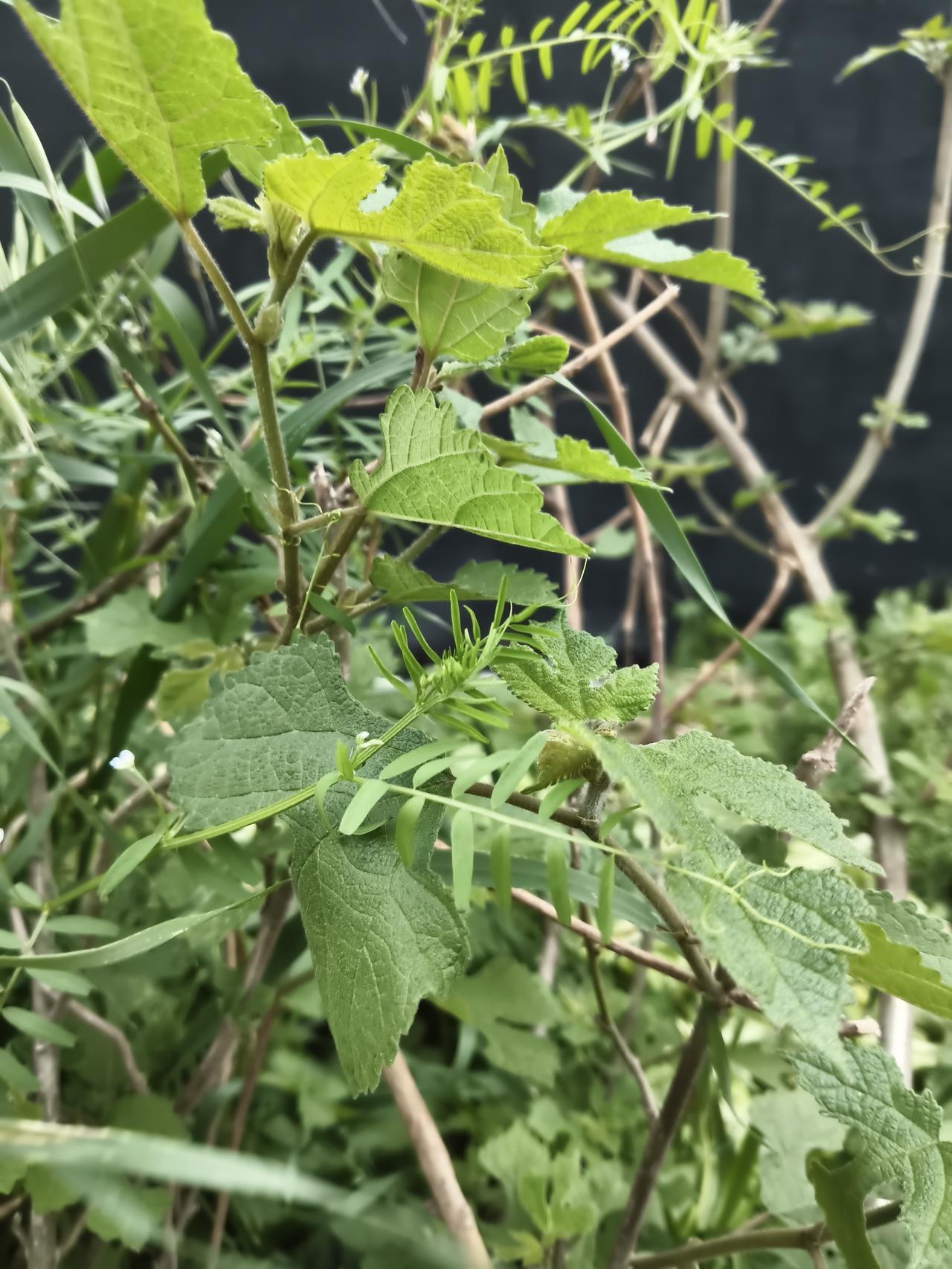 春日生活打卡季路边的小草儿是越来越旺了。现在的这些输入法用了好几年了，竟然还是不
