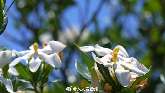 丽水青田栀子花变身产业金花 漫山洁白，花香醉人！青田东源镇五星村200亩栀子花海
