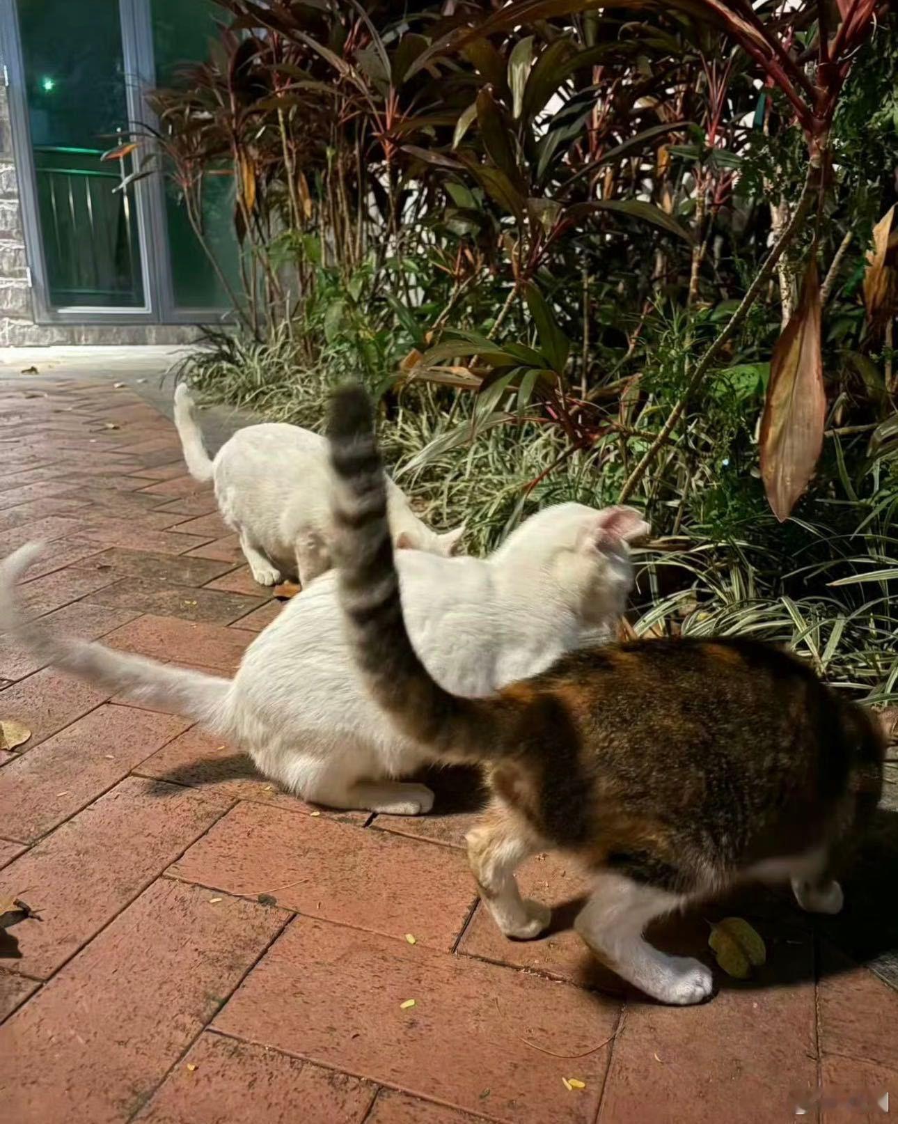 原来早安的新歌是写给流浪猫的 难怪早安的《踏雪》唱得这么共情，本身就养了好多只猫
