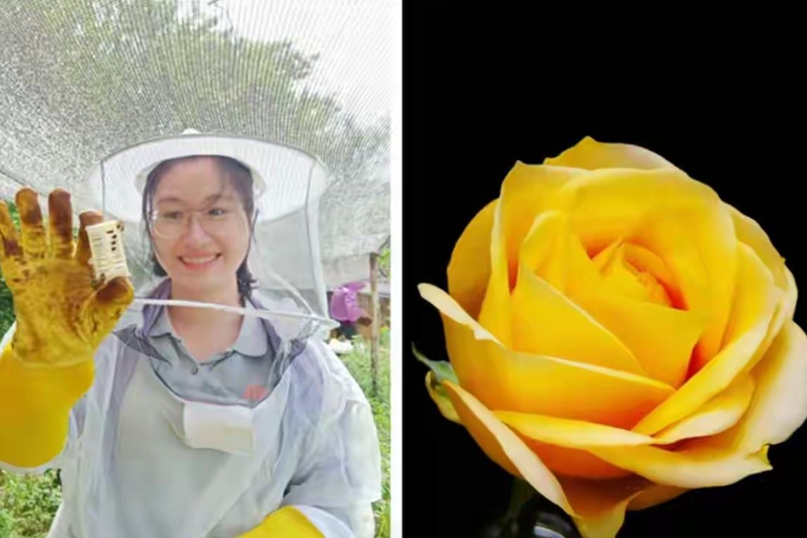 🔥官宣！云南“中国芯”月季正式定名“文秀”。全网刷屏！云南自主培育月季新品种正