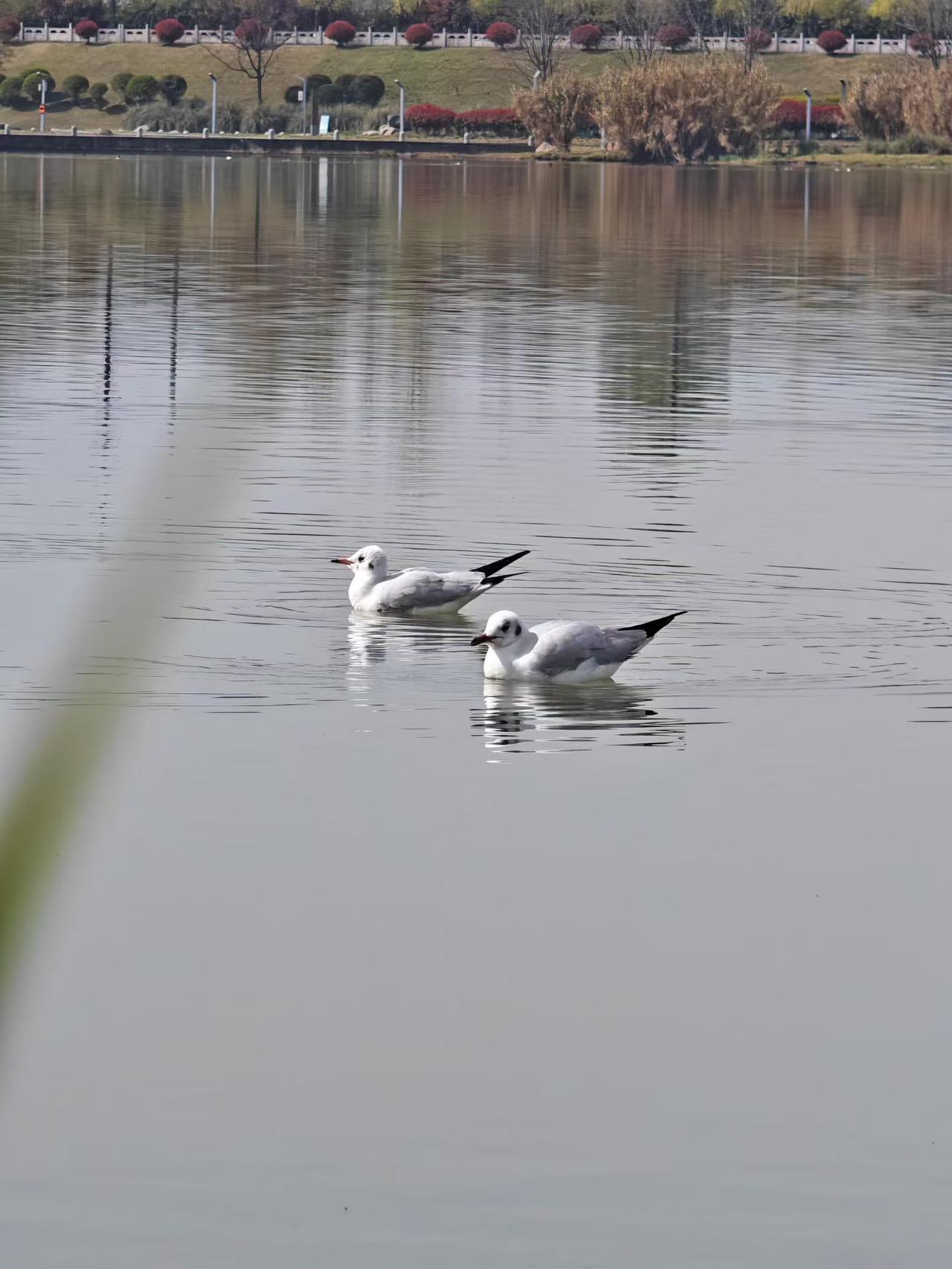我今天听到了一个很震惊的消息：

我隔壁邻居彭姐姐得癌症走了。彭姐比我妈妈要小十