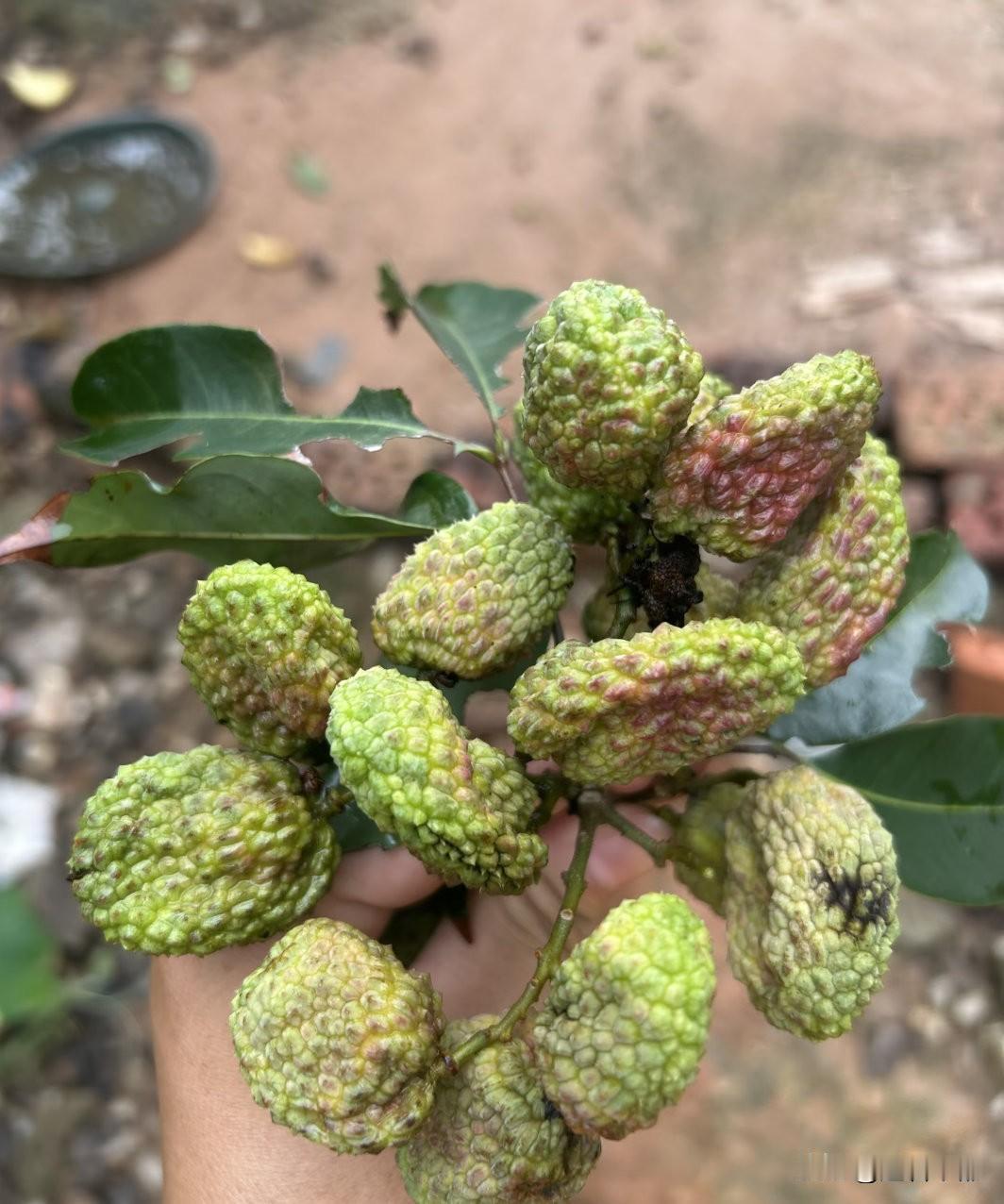 妃子怒荔枝？妃子笑荔枝的远房亲戚！就这长相杨贵妃看了确实要怒！