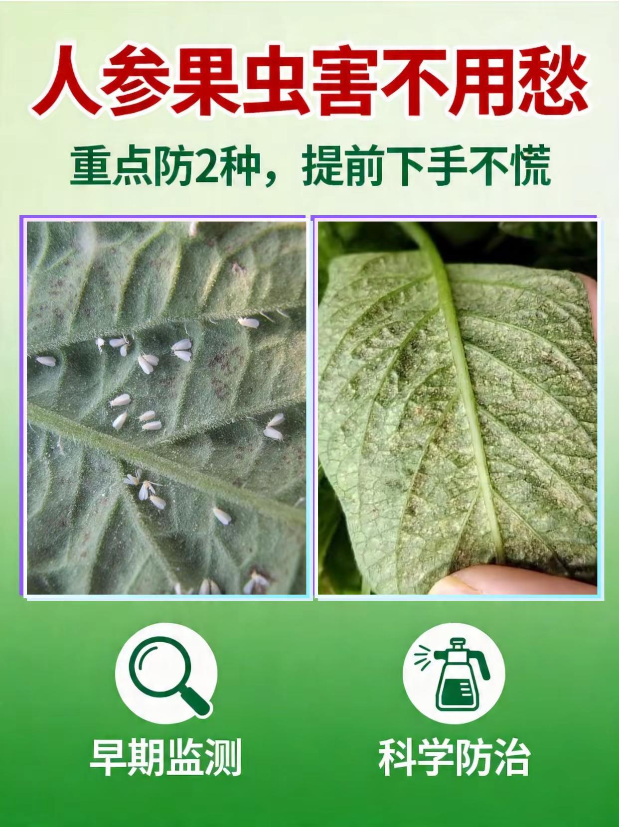 人参果虫害不用愁，重点防治这2种！。人参果种植 虫害 白粉虱