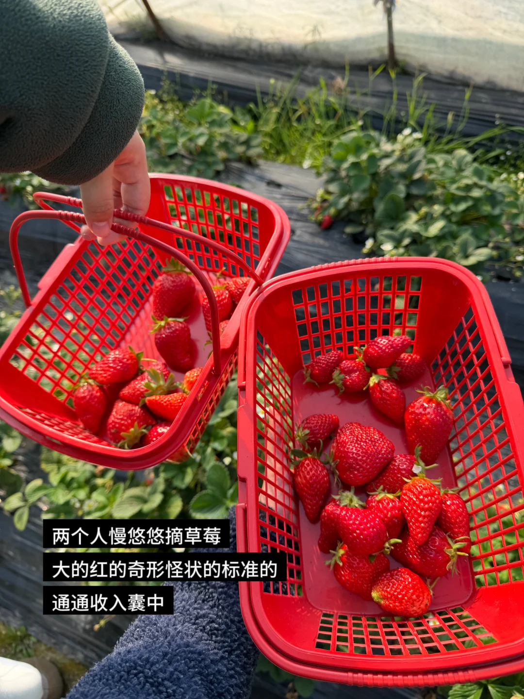 淡淡的 就会顺顺的