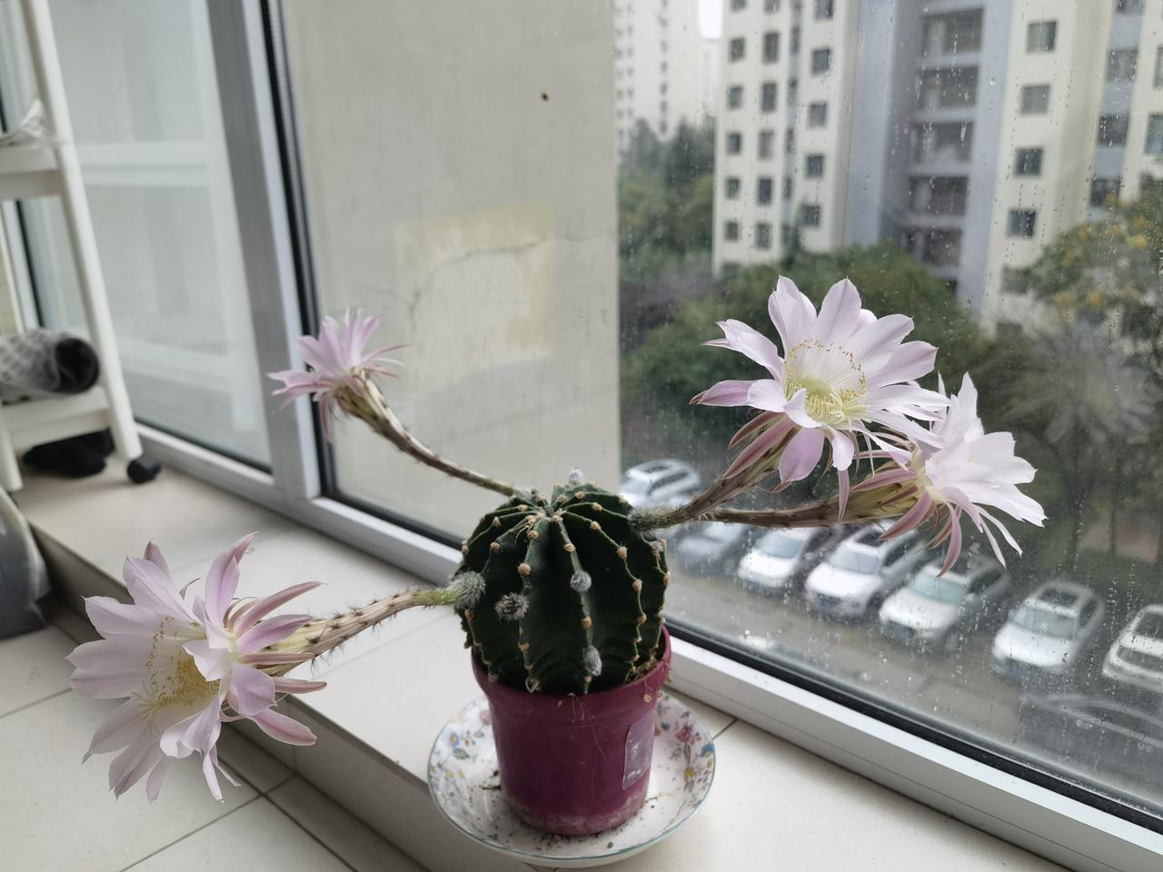中秋四花齐放，真是花好月圆！

我家仙人球一次开了四朵花。中秋佳节，最意外的喜气