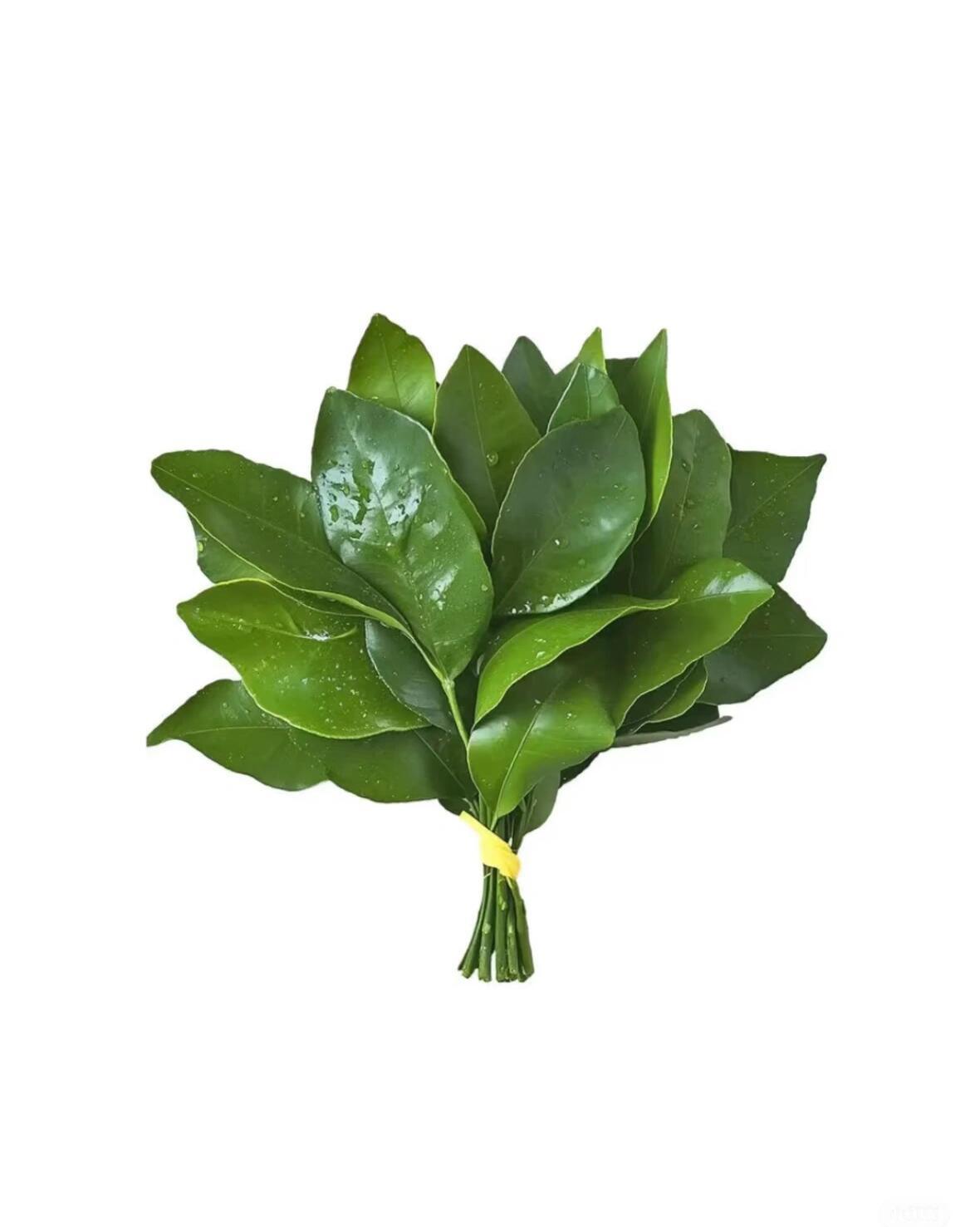 柚子叶头像🍃点赞去晦气!!! 
