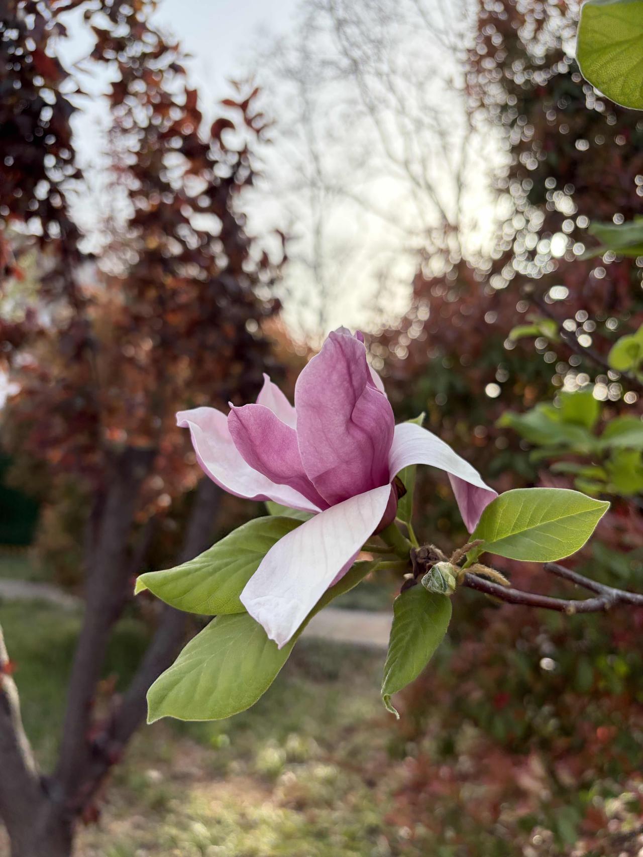 “愿所有蛰伏的冬，都能在春天里抽芽开花。”
🌱 心里那颗酝酿很久的种子，终于遇